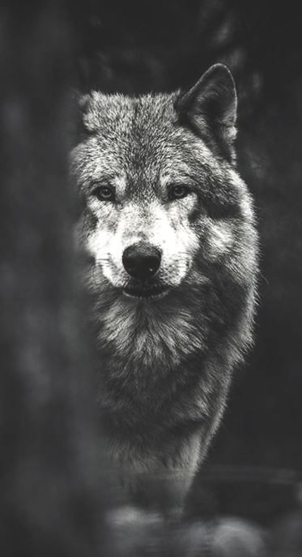 Бирюк волк
