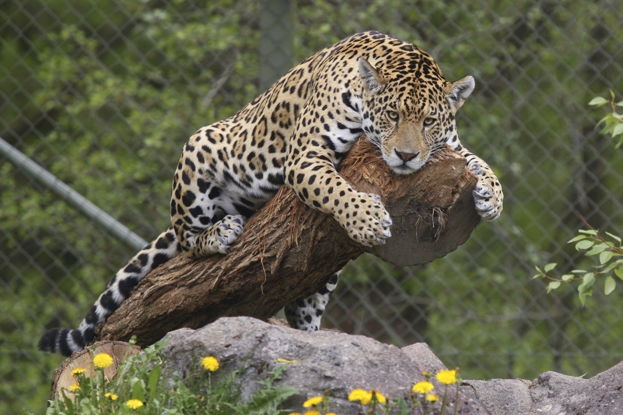 Как выглядит ягуар. Переднеазиатский леопард. Южноамериканский Ягуар. Ягуар животное. Берберский леопард.