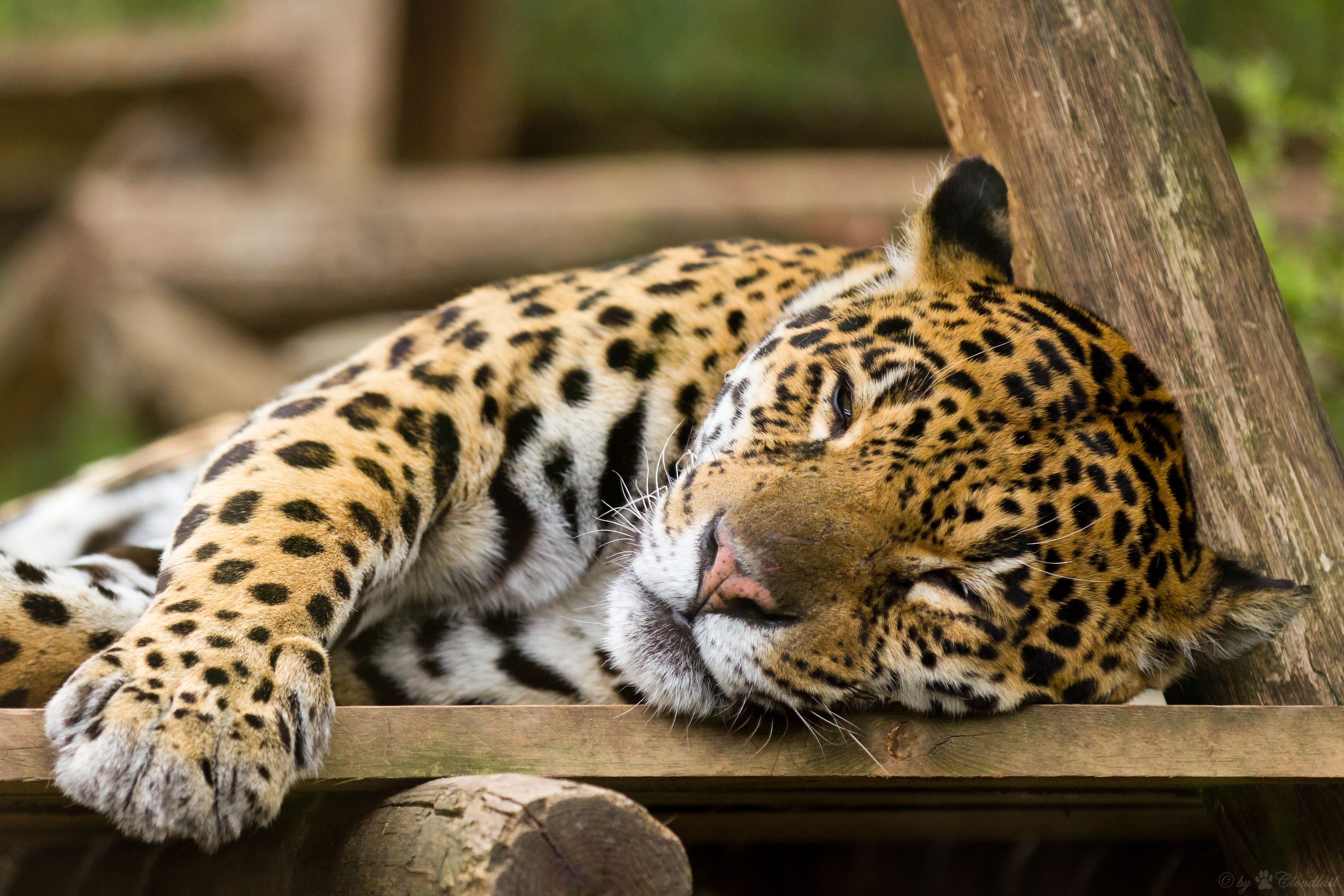 Дикие кошки сон. Джагуар леопард. Ягуар животное. Дикая кошка Ягуар. Ягуар животное фото.