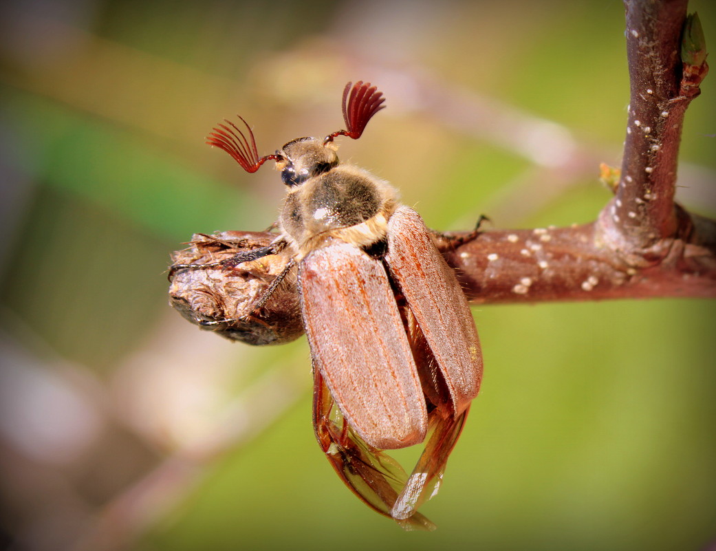 Майский жук википедия фото