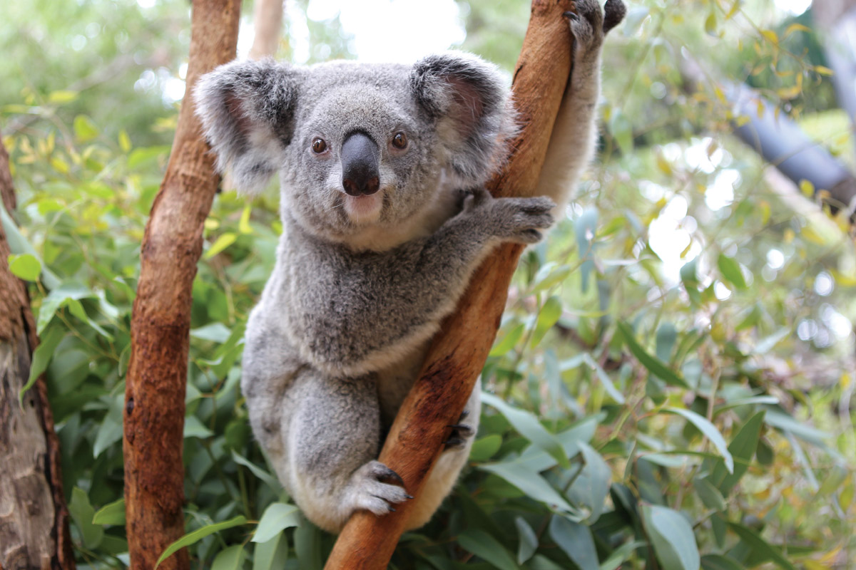 Милая коала. Сумчатые животные коала. Австралийская коала. Эндемики Австралии коала. Австралийский сумчатый медведь коала.
