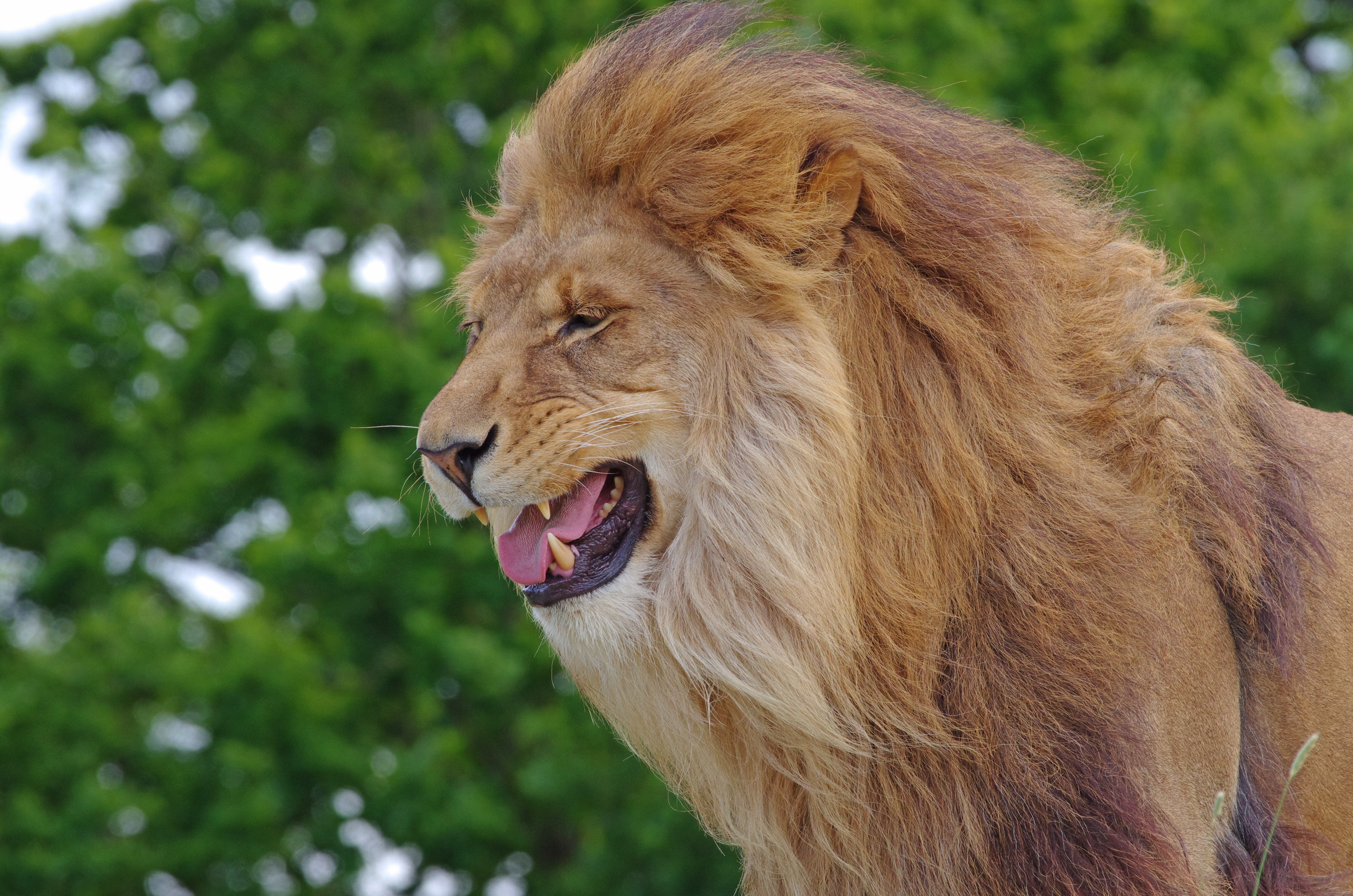 Лев это дикое животное. Грива Льва. Африканский Лев. Лев. Лев рычит.