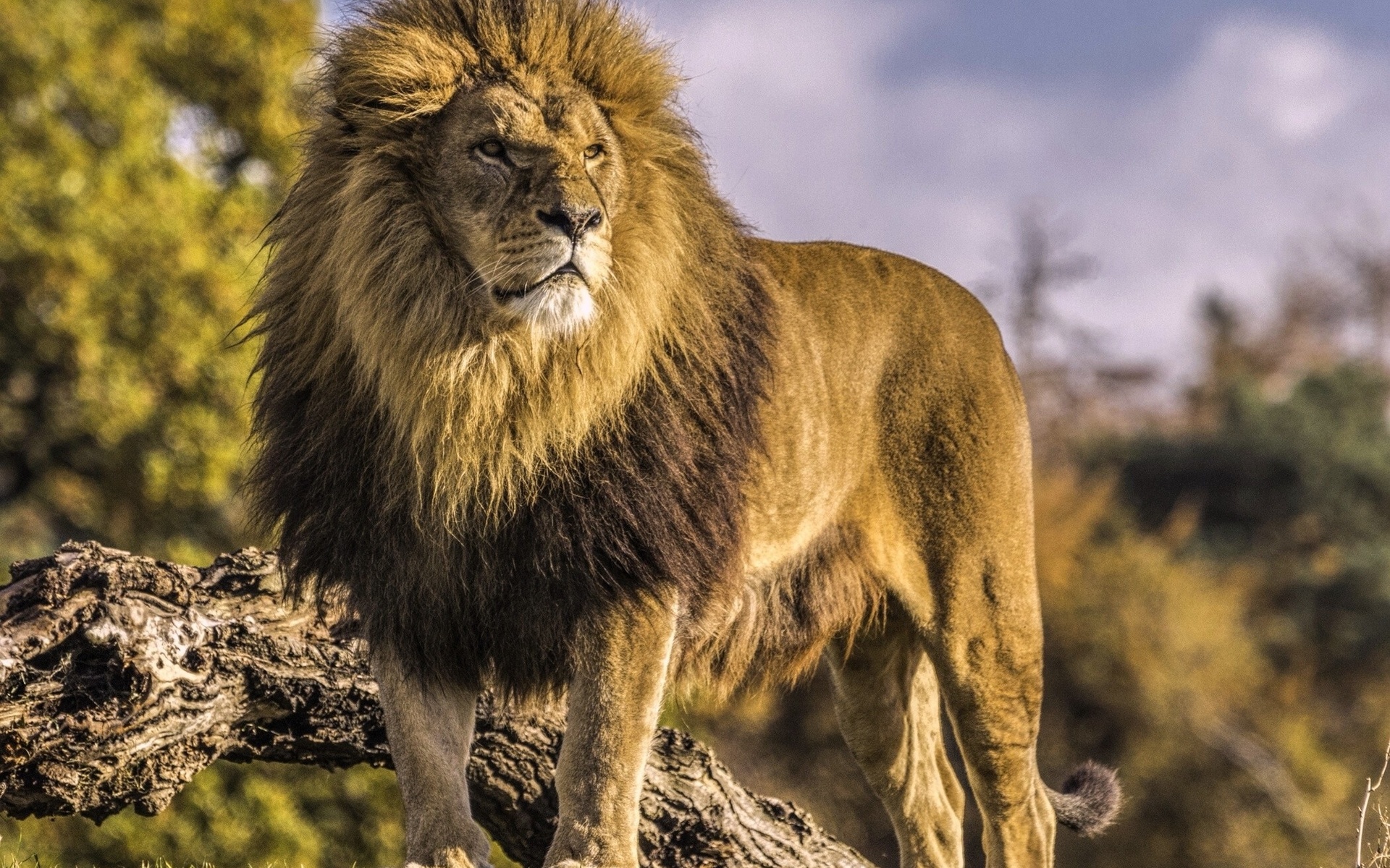 Лев царь зверей картинки