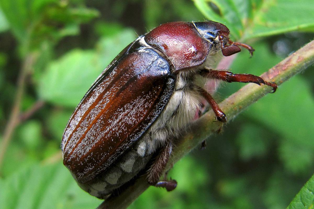 Фото майских жуков