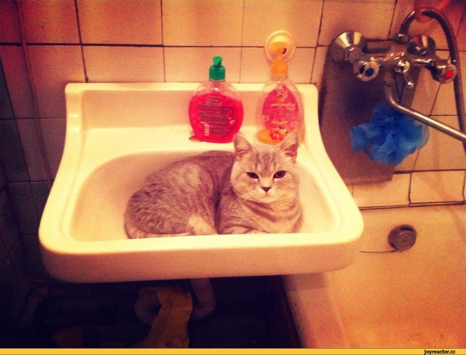 Кот в ванне. Котик в ванной. Говорящий кот в ванной. Кошка в умывальнике. Кот ходит в ванную.