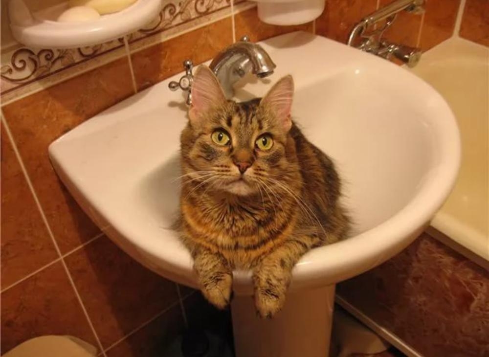 Включи выключи котов. Котик без воды. Нет воды. Кот в умывальнике. Кот и кран без воды.