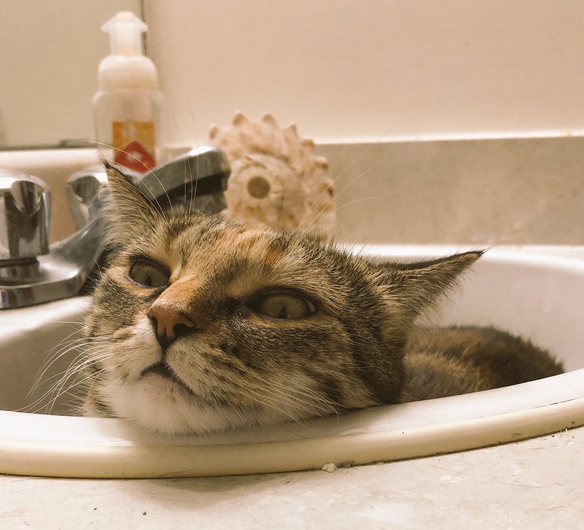 Котик в ванне. Кошка в раковине. Кот в ванной. Кот в умывальнике. Кот в раковине купается.