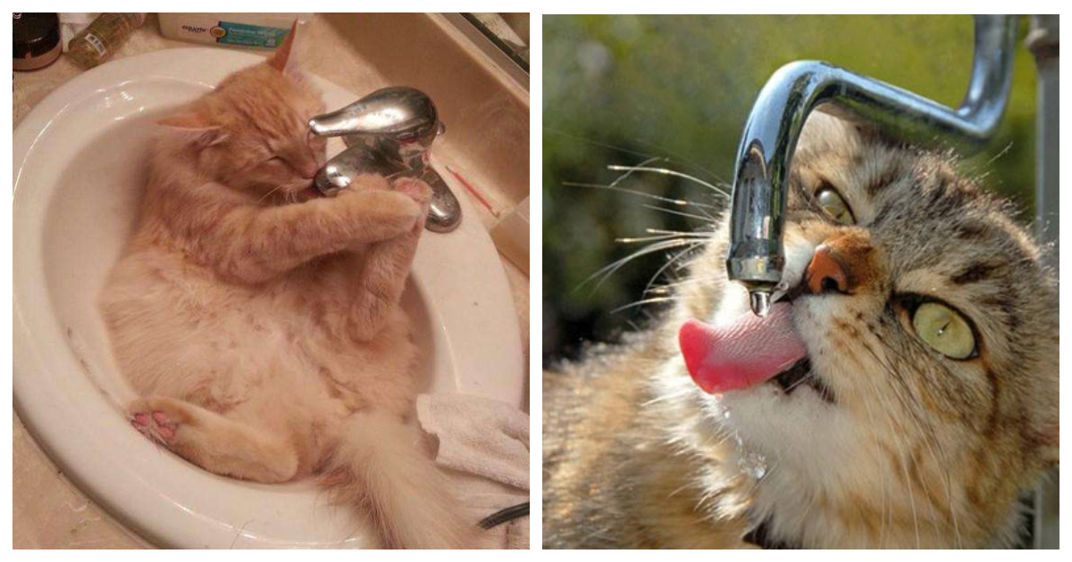 Пьет ли кошка воду. Кот пьет из под крана. Кот пьет воду из крана. Котик под струей. Кот под краном.