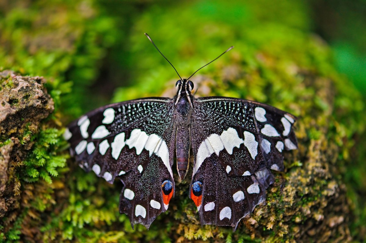 Ластин репак бабочка фото