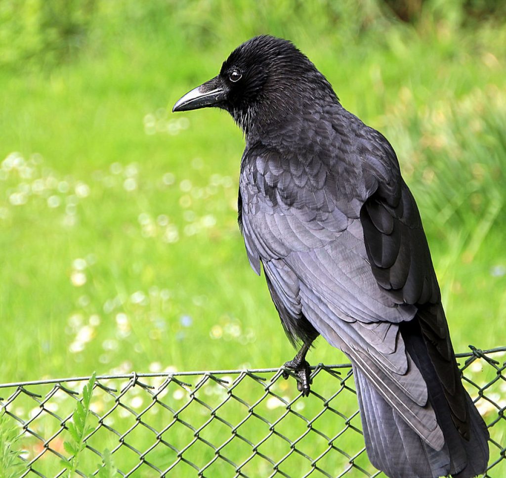 Russian crow. Ворона каркает. Черный ворон. Ворон на заборе. Галка на заборе.