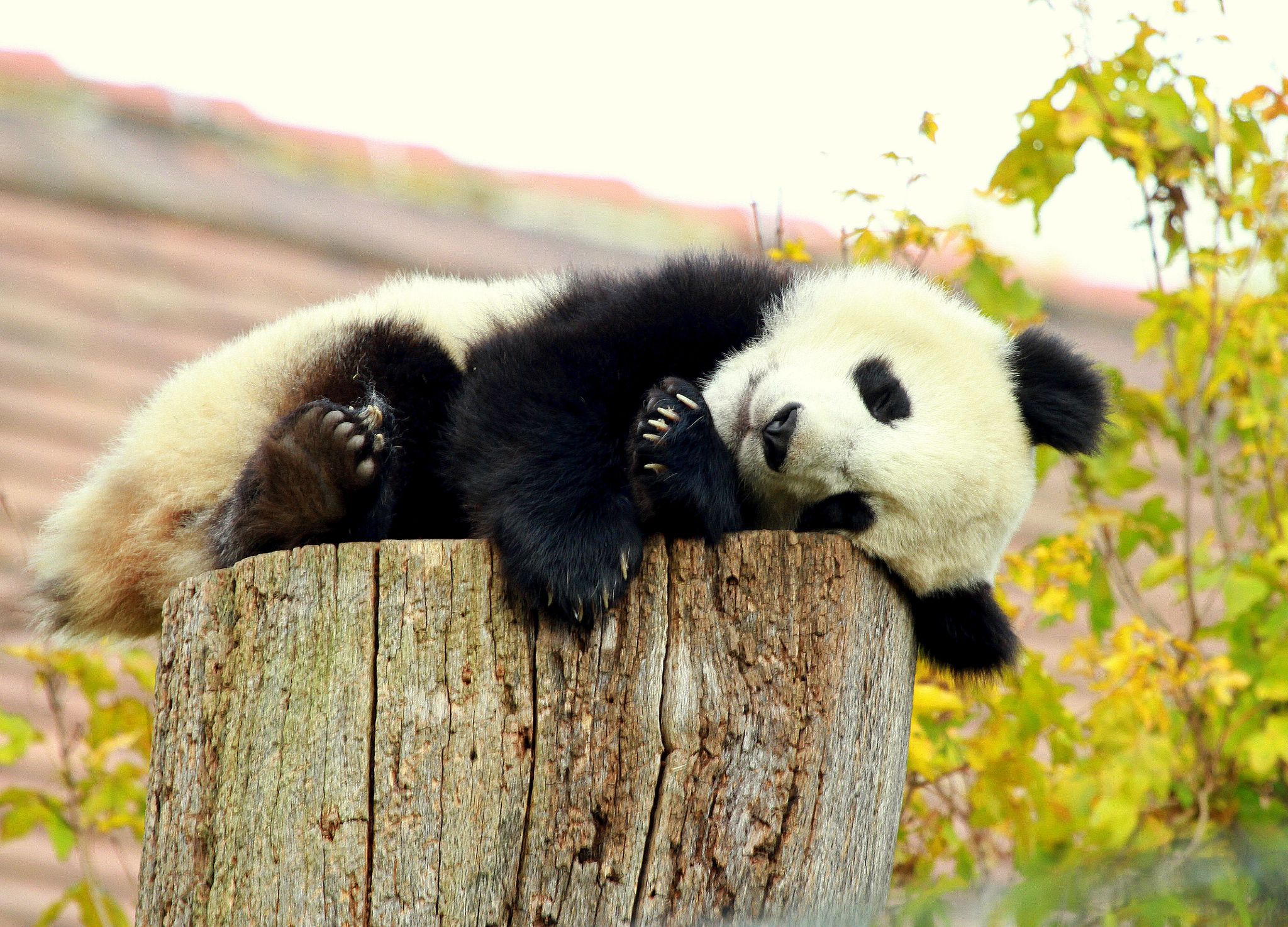 Great panda. Гималайская Панда. Австралийская Панда. Очковая Панда. Маленькие панды.