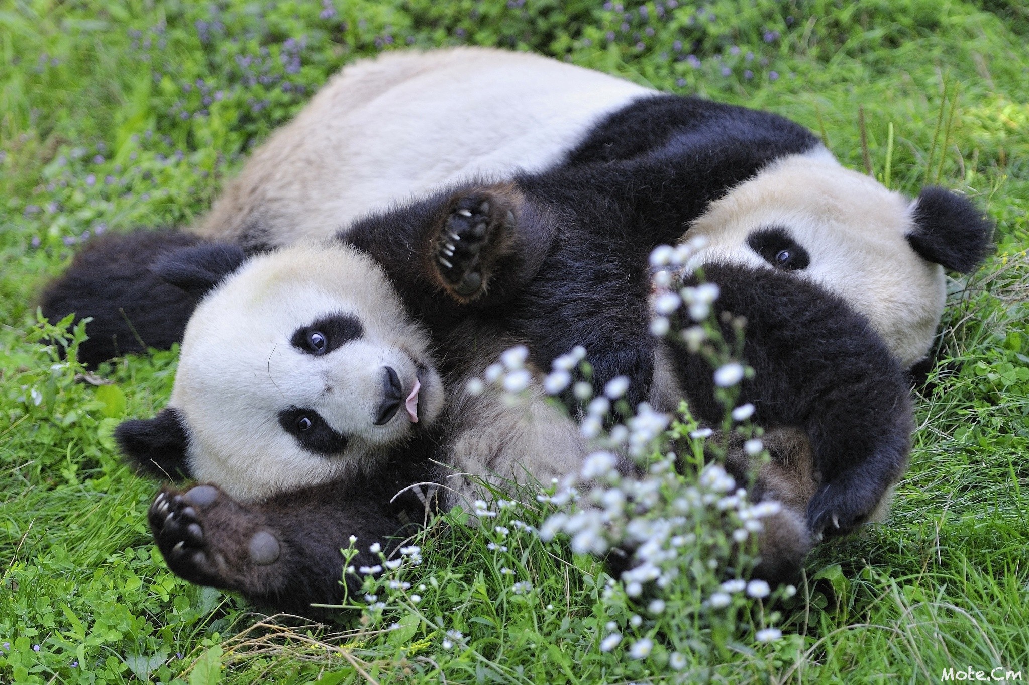 Фото панды смешные