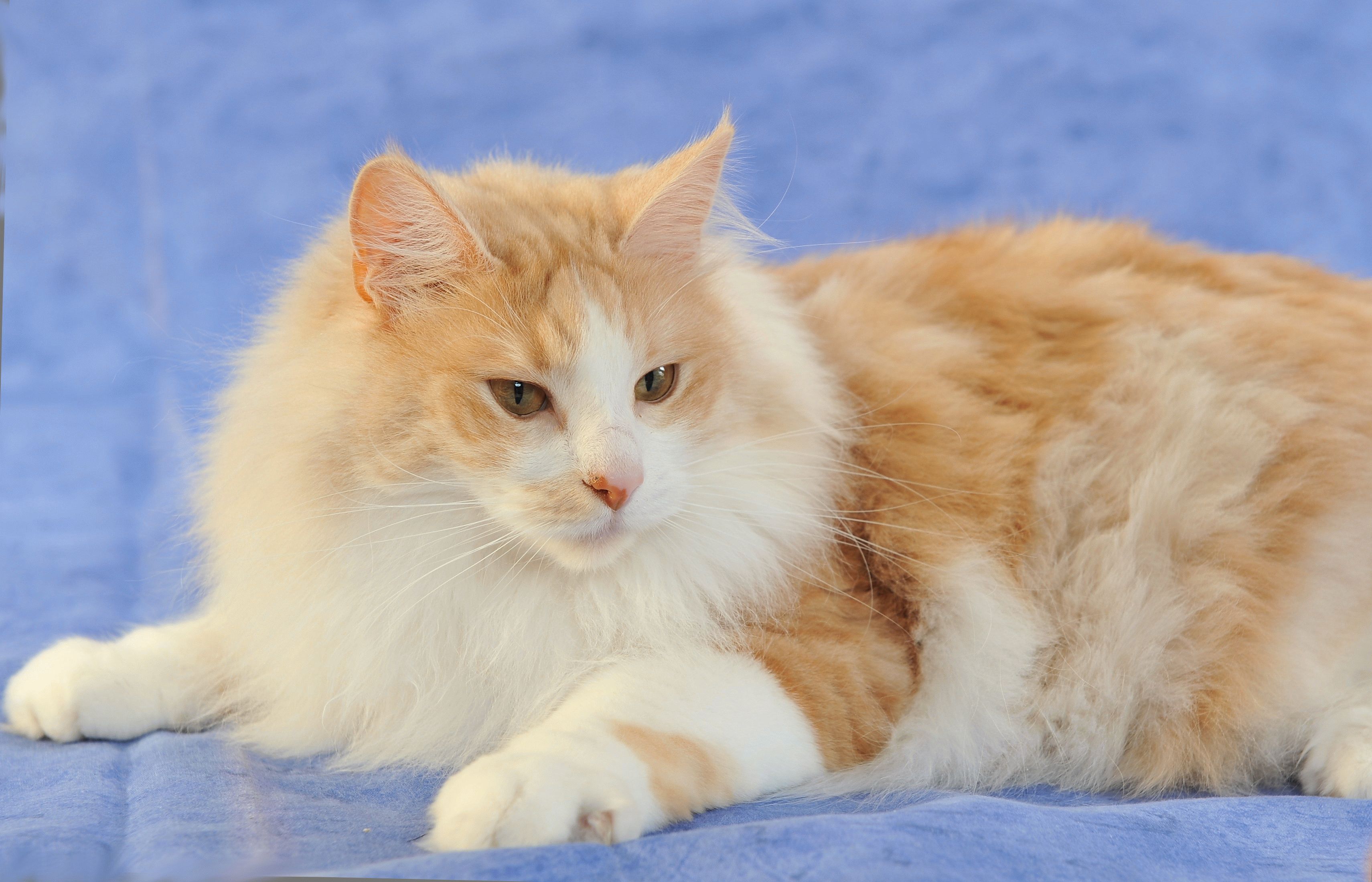 Рыжий турецкий ангорский кот