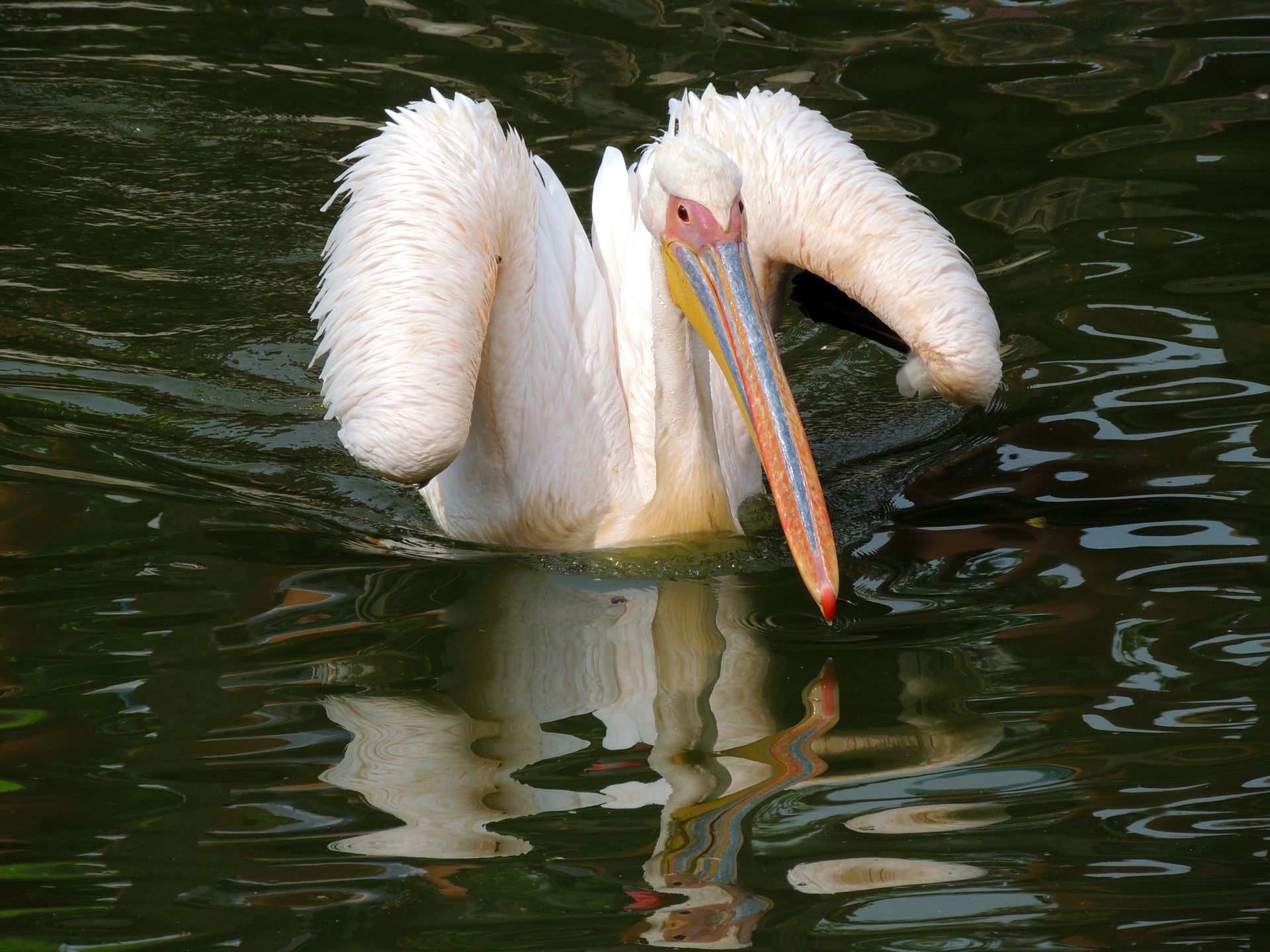 Пеликан ловит рыбу. Пеликан мешконос птица. Пеликан альбинос. Дальневосточный Пеликан. Туркменские Пеликаны.