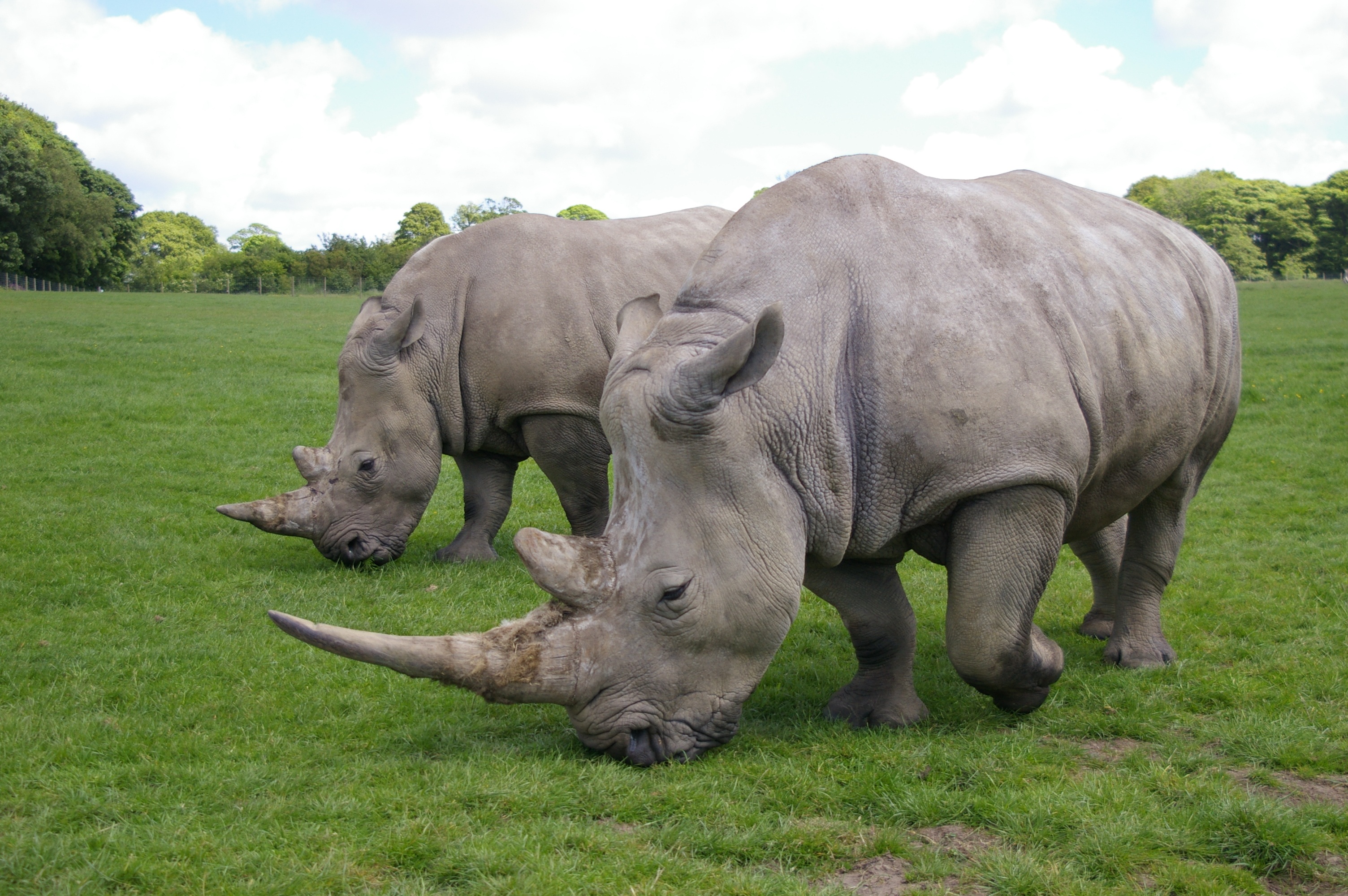 Носорог это какое животное. Rhinos. Африканский белый носорог. Самый большой носорог. Изображение носорога.