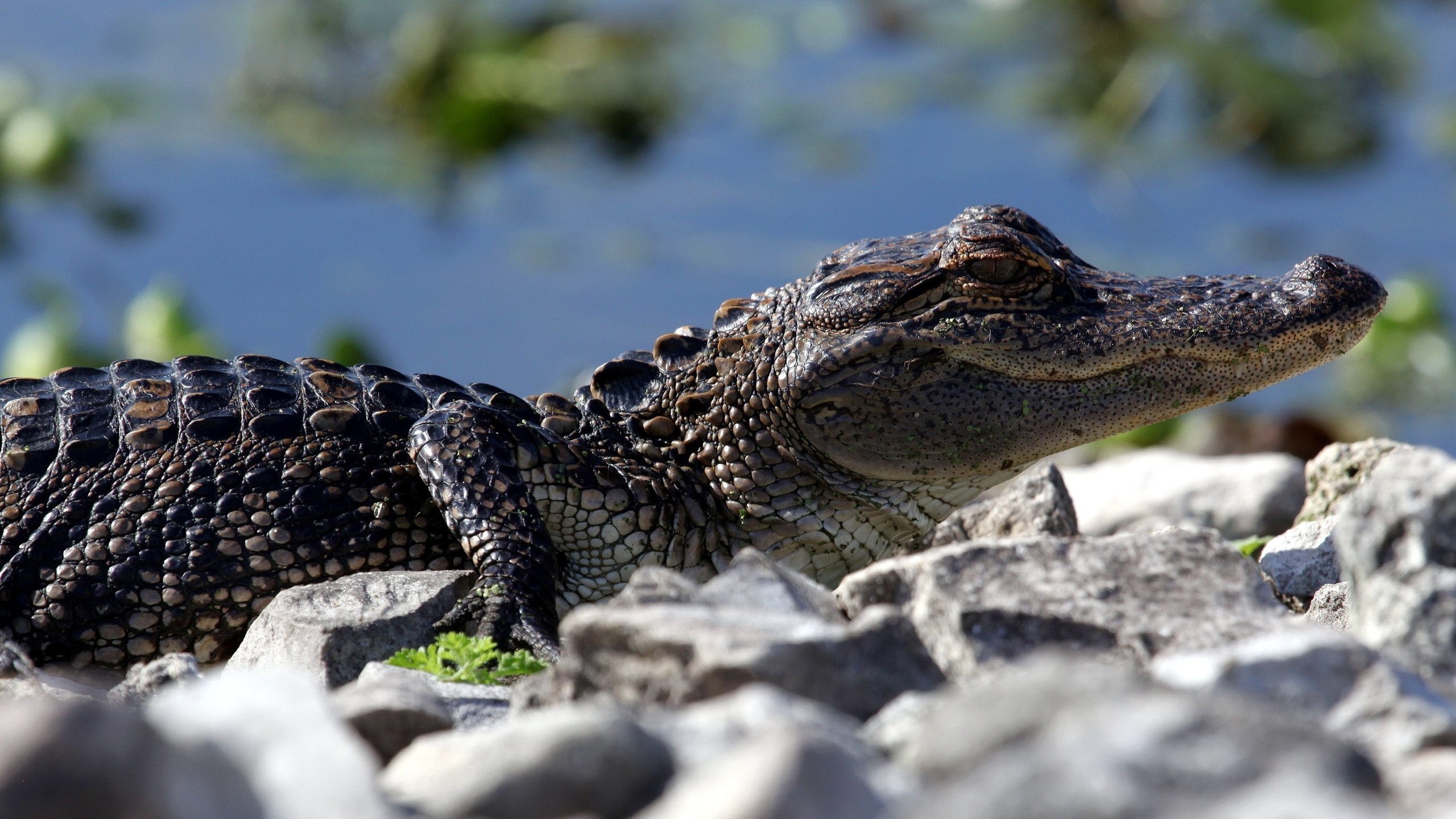 Крокодил и крокодиленок фото