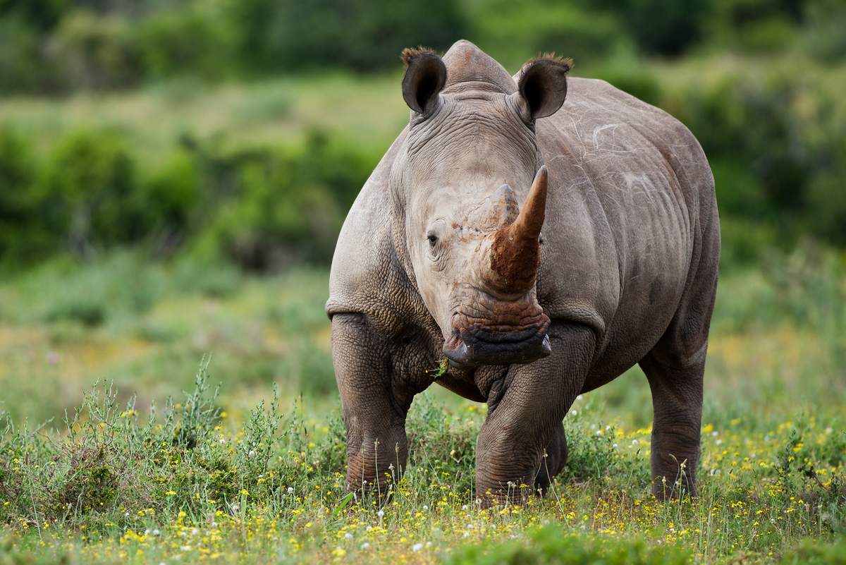 Суматранский носорог спаривания