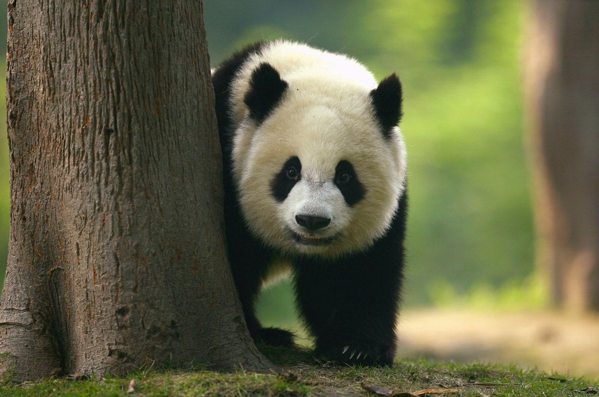 Панда бамбуковый медведь. Китай Панда бамбук. Большая Панда или бамбуковый медведь. Большая Панда в Китае. Большая панда медведь