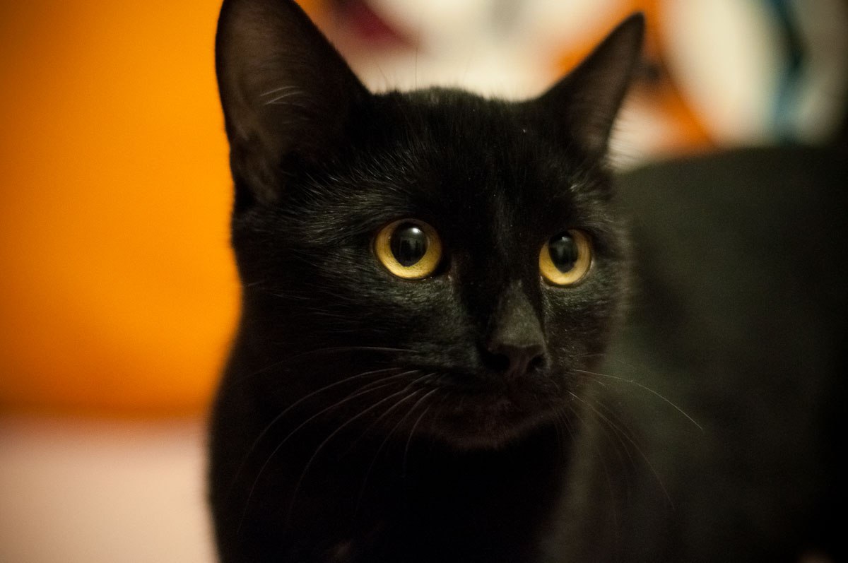 Порода черной кошки с желтыми глазами. Чёрная кошка порода Бомбейская. Британская Бомбейская кошка. Бомбейская кошка пушистая. Бомбейская кошка длинношерстная.