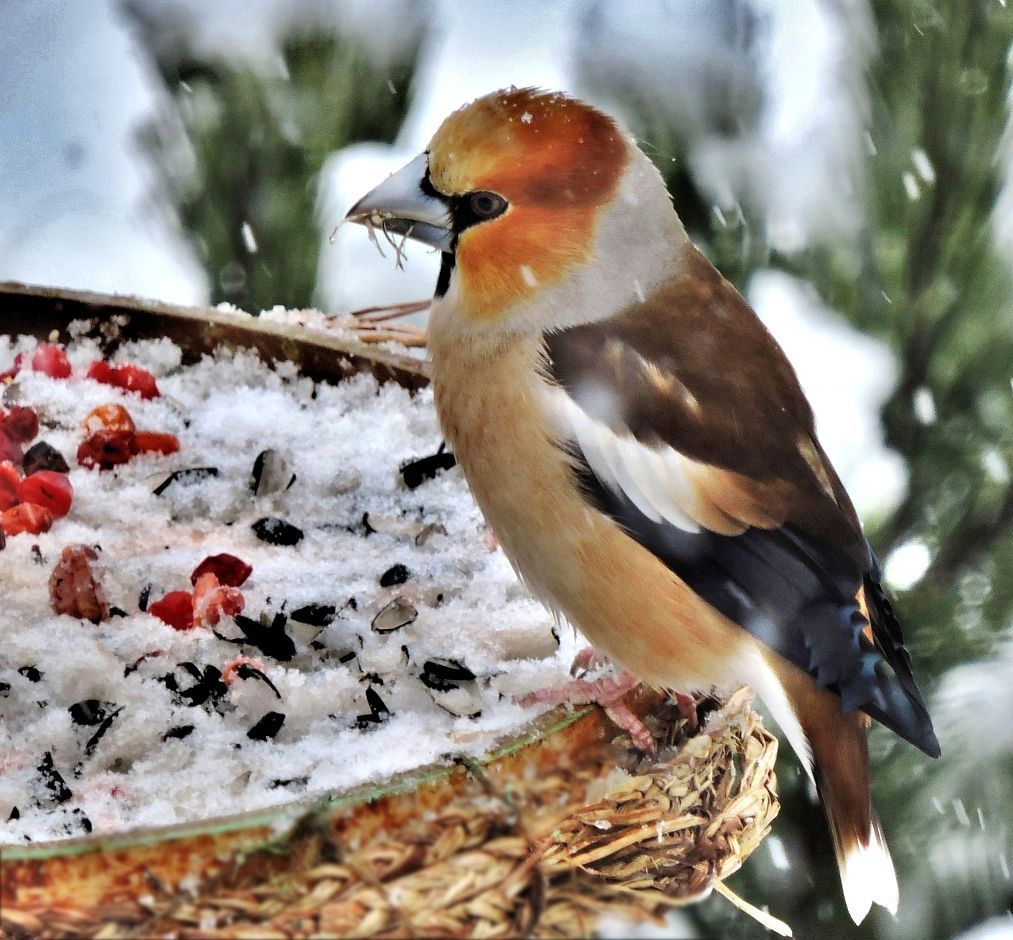 Птицы москвы зимой фото с названиями