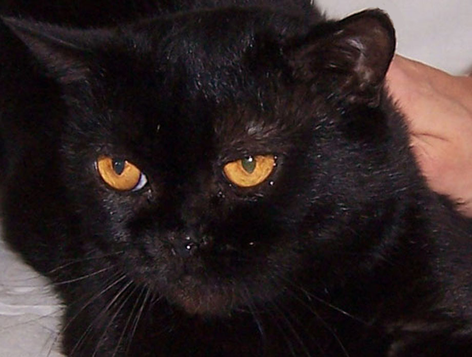 Взять черную кошку. Метис бомбейской породы. Гладкошерстный британец кот черный. Помесь бомбейской кошки. Черный котенок с янтарными глазами.