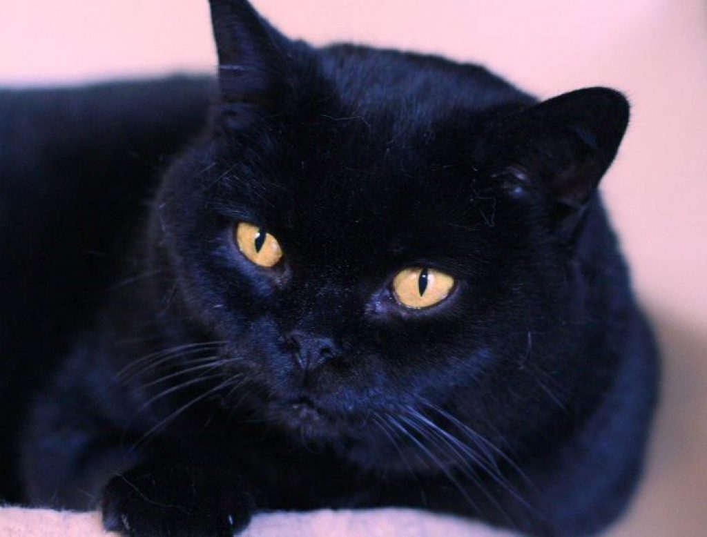 Черная кошка бывает. Британская короткошёрстная кошка черная. Бомбейская кошка голубая. Британская Бомбейская кошка. Кошка британка чёрная короткошёрстная.