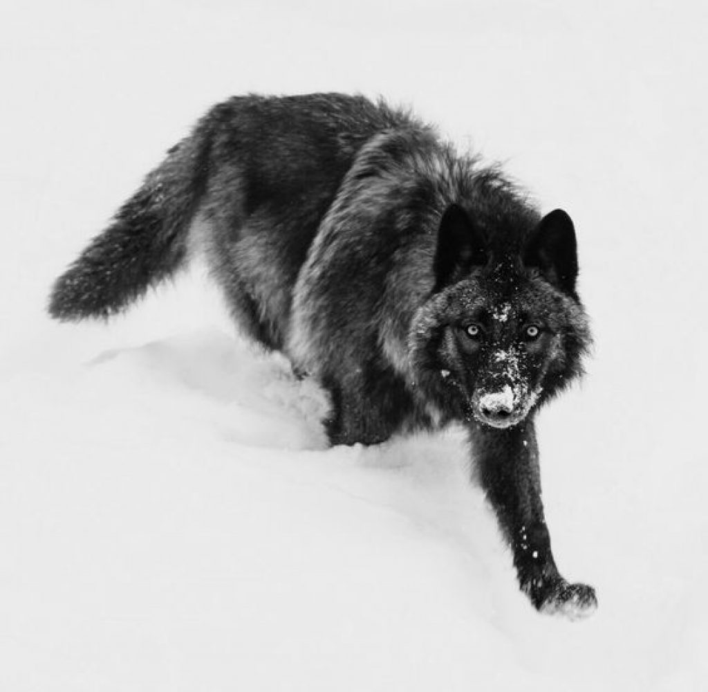 Черный волк Альфа самец