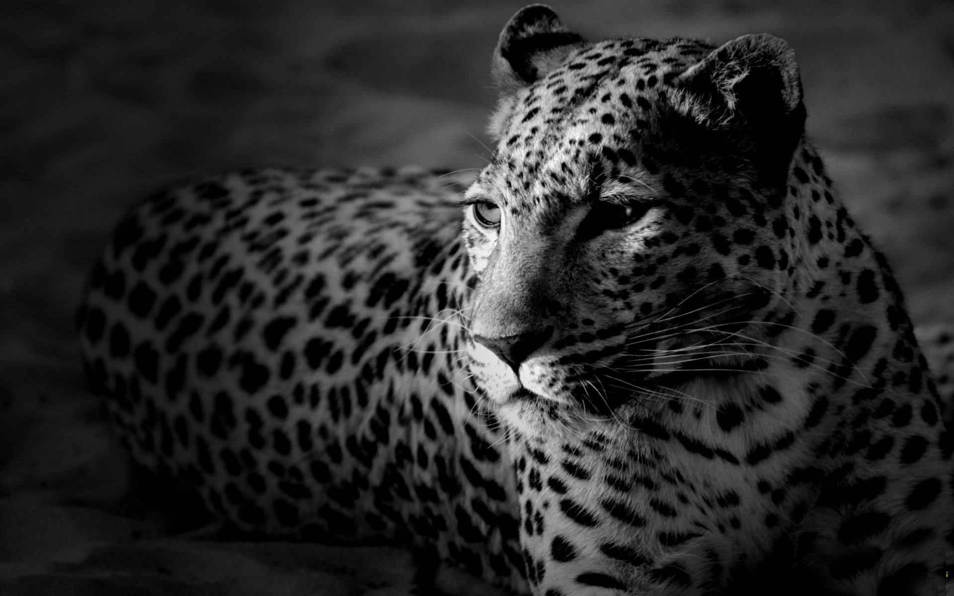 1024 960. Черный гепард. Леопард снежный Барс Ягуар. Леопард черно белый. Красивые картинки.