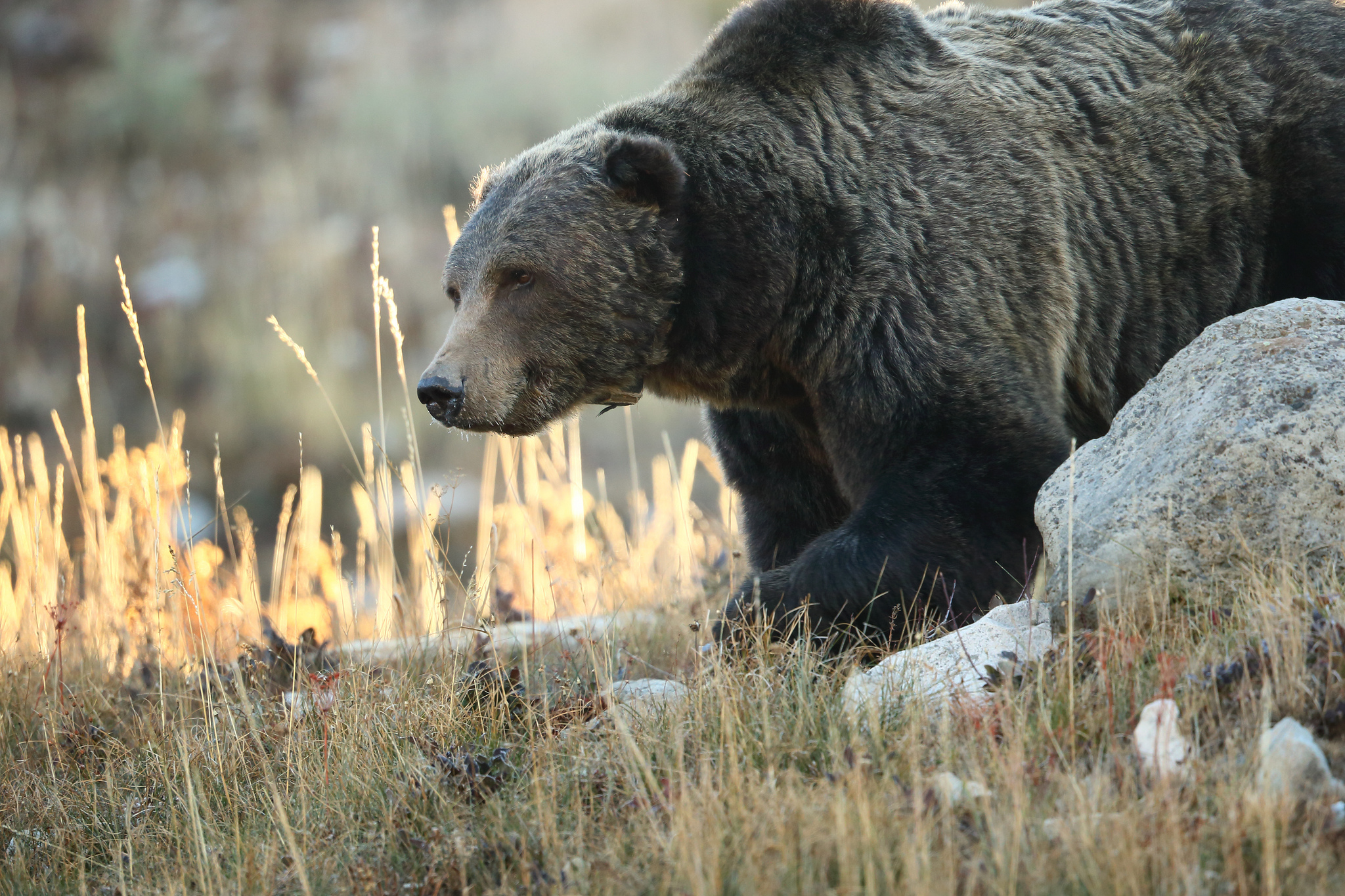 Bear stone. Канадский Гризли. Медведь. Медведь фото. Седой бурый медведь.