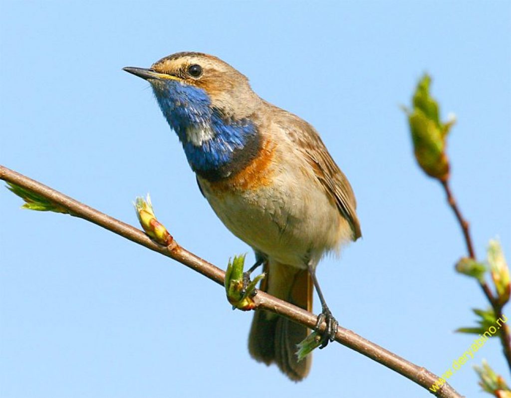 Маленькая серая птичка с синей грудкой фото и название