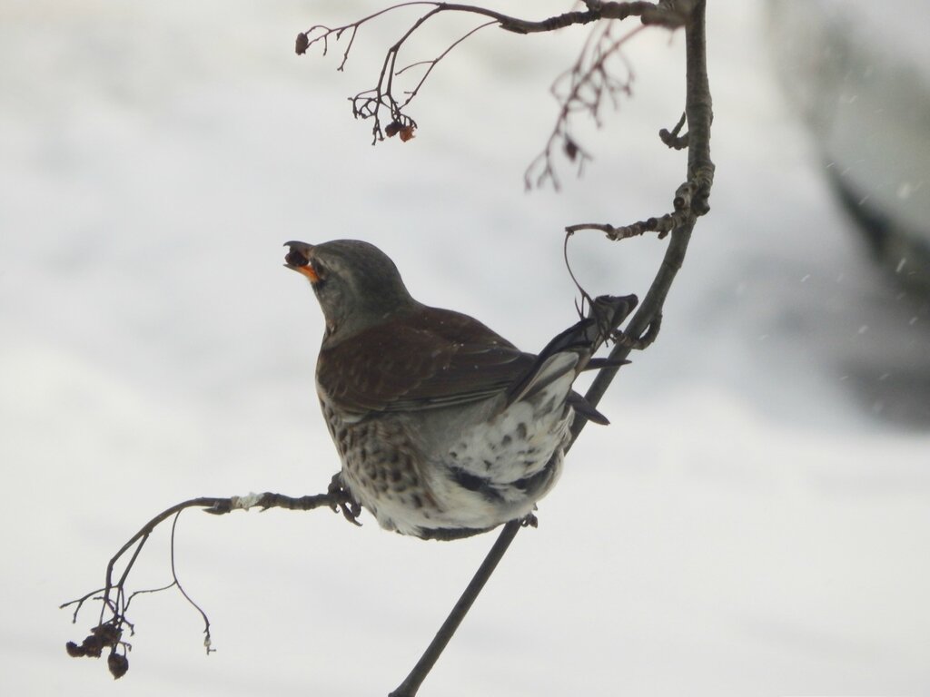 Птицы москвы зимой фото с названиями