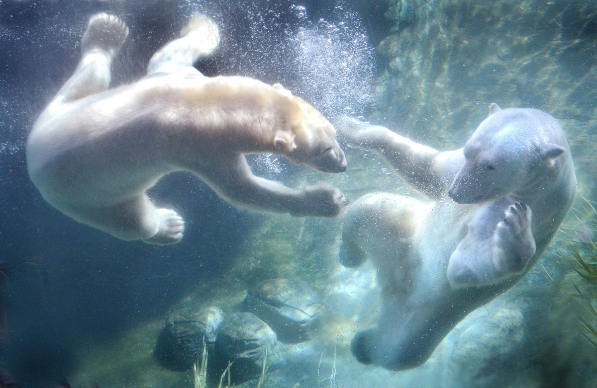 Медведь плавает скорость. Животные в воде. Белый медведь в воде. Плавающие животные. Животные под водой.