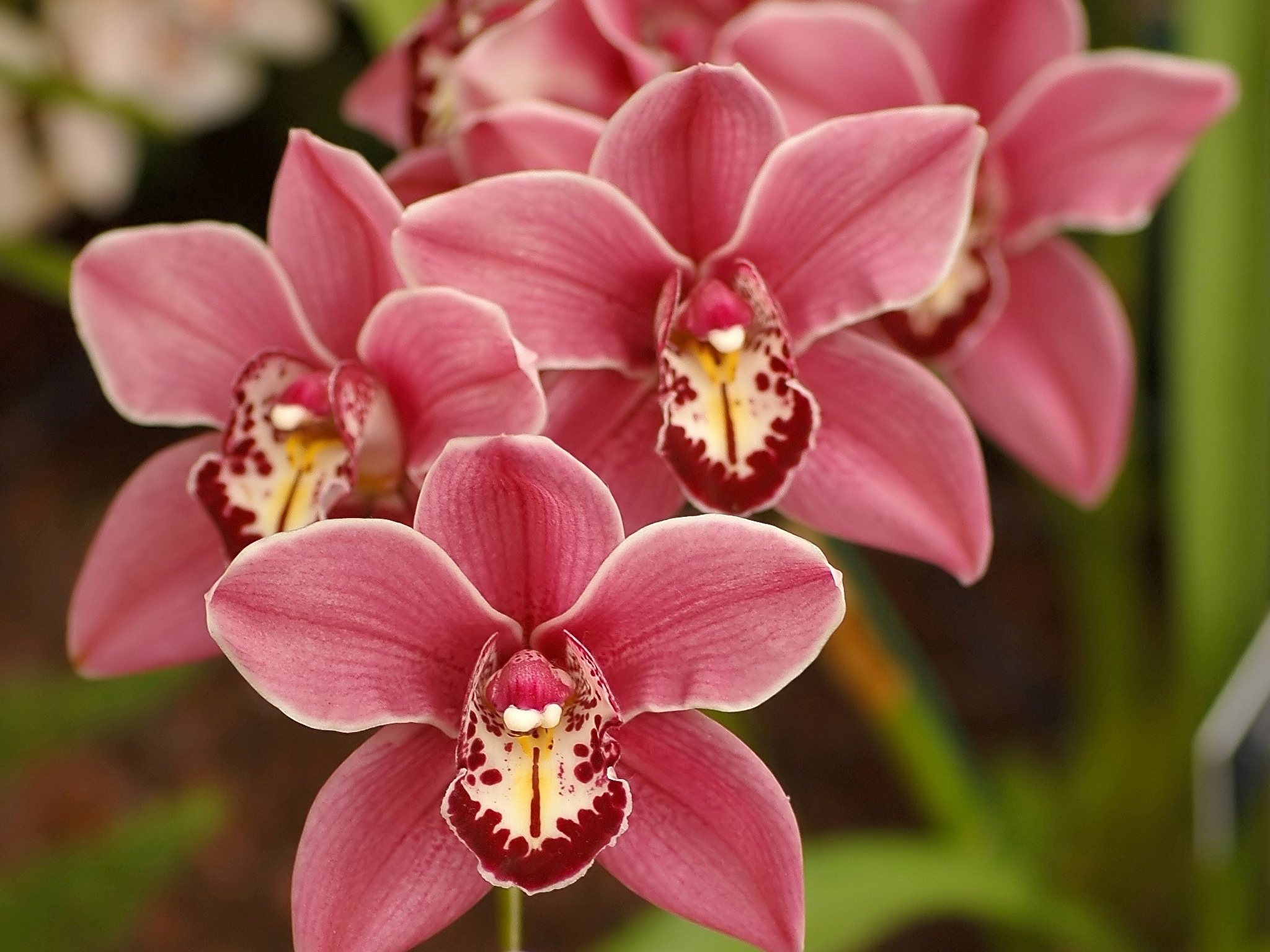 Flowers orchids. Орхидея Цимбидиум. Орхидея Цимбидиум розовая. Орхидея Цимбидиум красная. Цимбидиум ред Дрим.