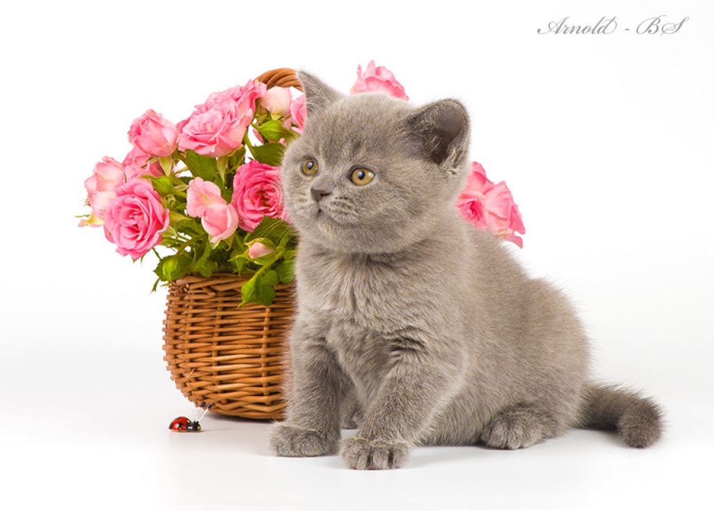 Открытка с днем рождения с котятами. Британский кот с цветами. Британские котята с цветами. Котик с цветочком. Открытки с днём рождения с котиками.