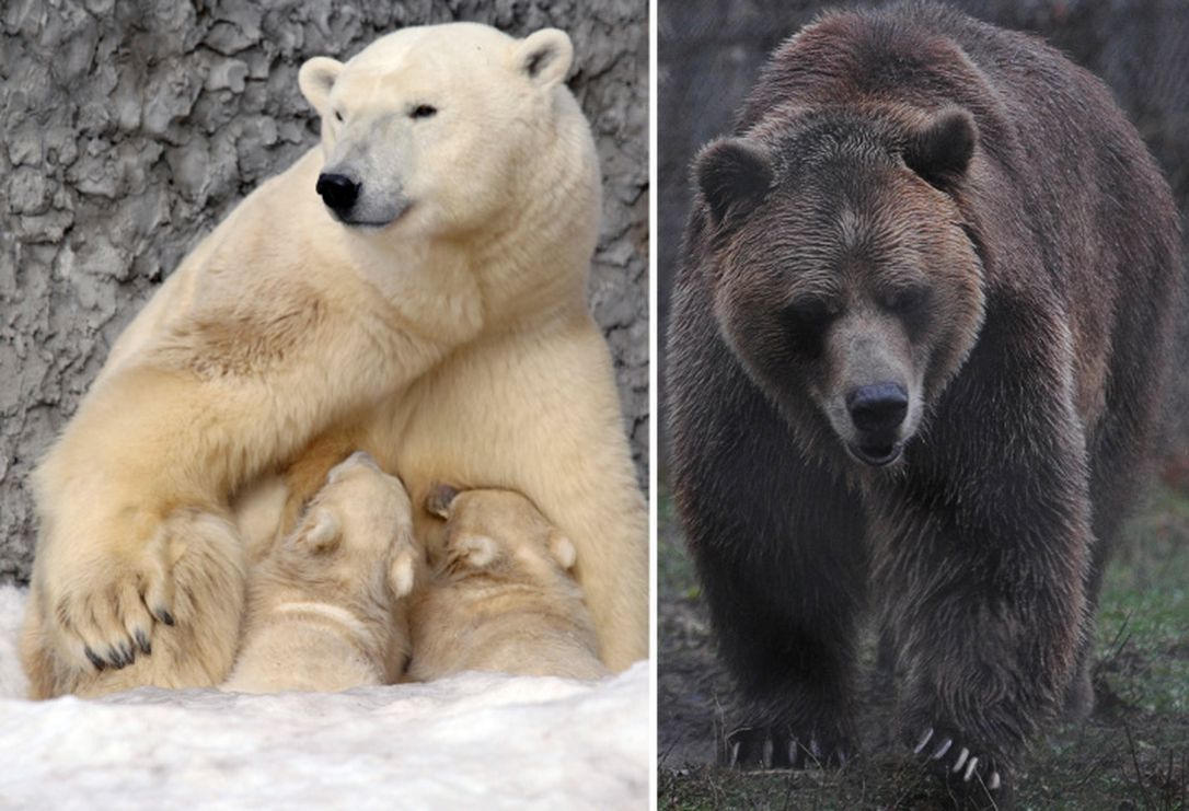 Какой медведь сильнее. Гризли бурый белый медведь. Белый медведь и бурый медведь. Белый медведь и Гризли. Гризли и бурый медведь белый медведь.