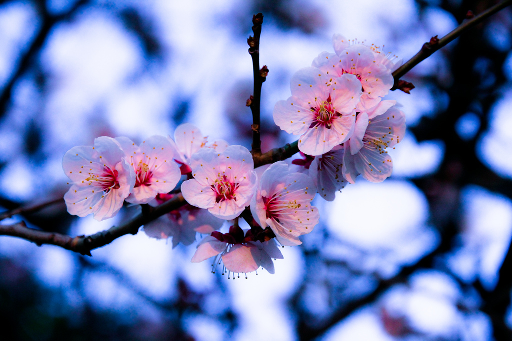 Цветы вишни фото крупным планом