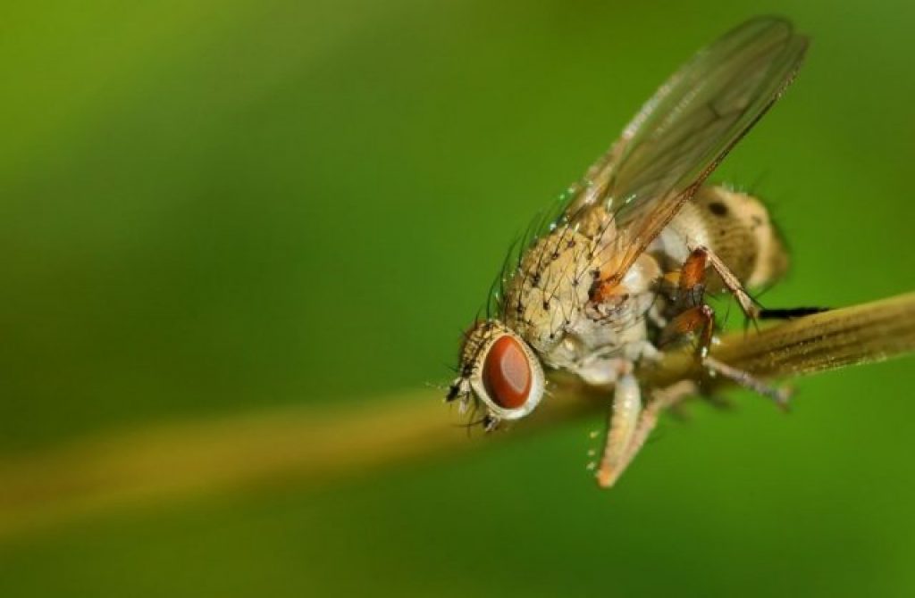 Луковая муха на чесноке фото