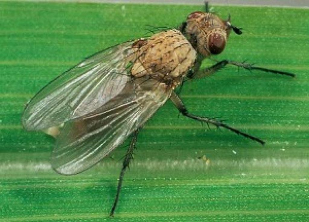 Борьба с мухами на грядках