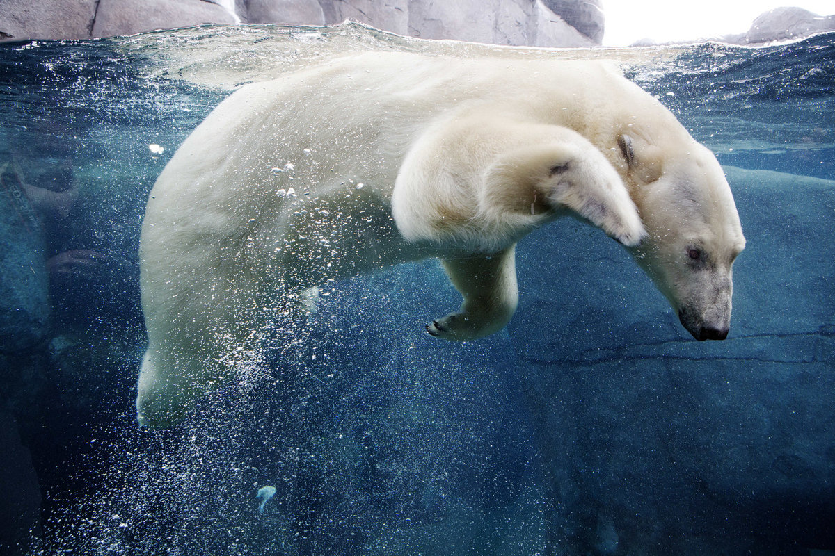 Белый медведь плавает