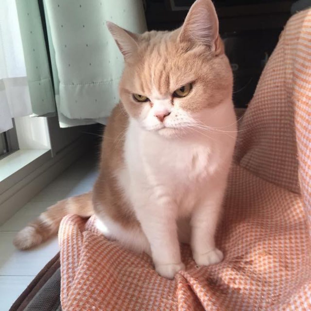 Сердитый кот Коюки