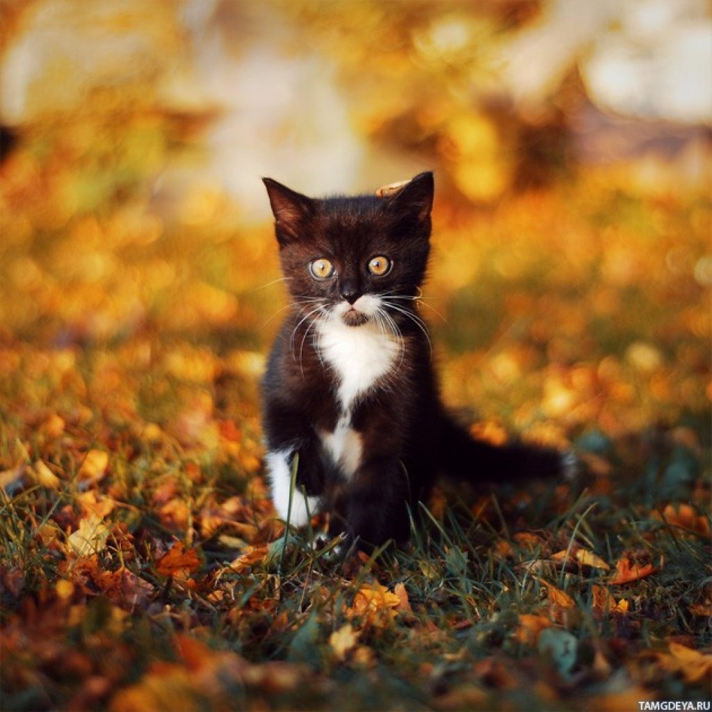Черный кот в осеннем лесу