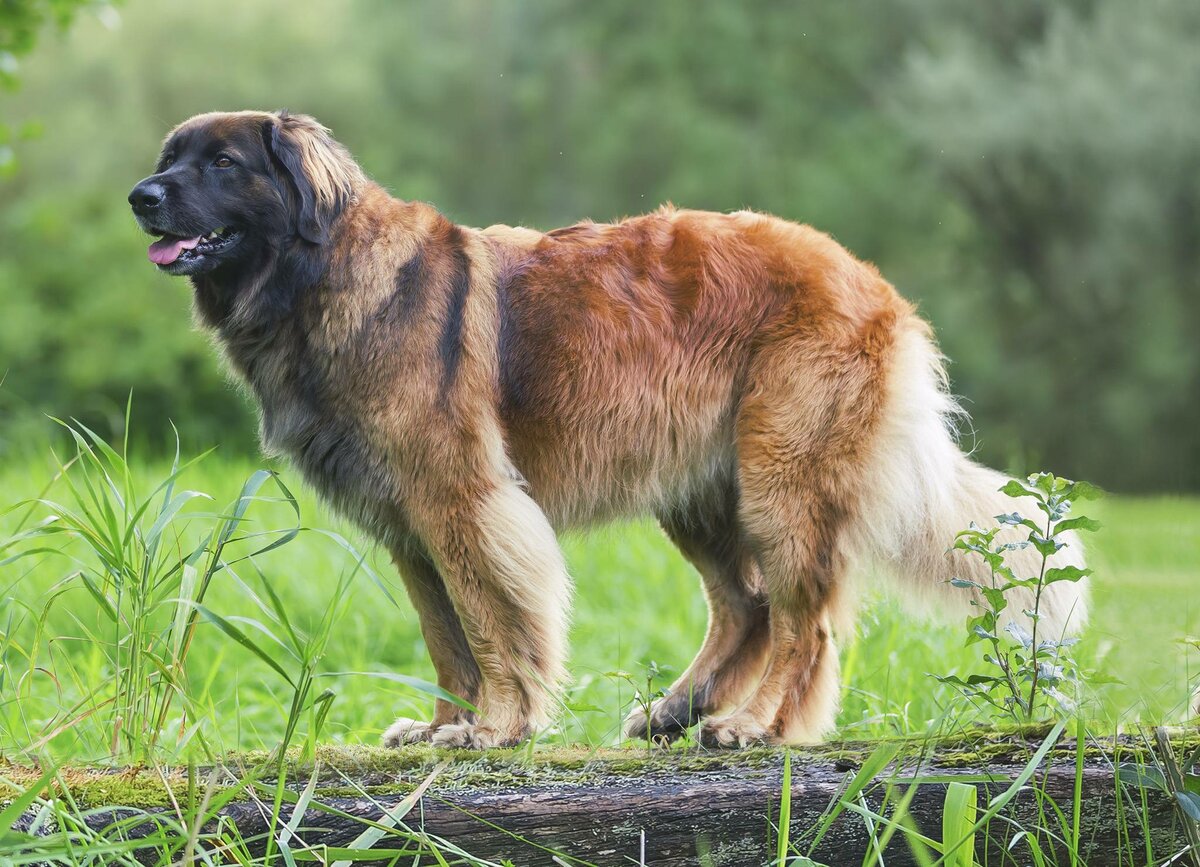 Породы больших собак с фотографиями и названиями и описанием