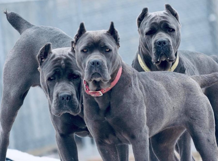 cane corso