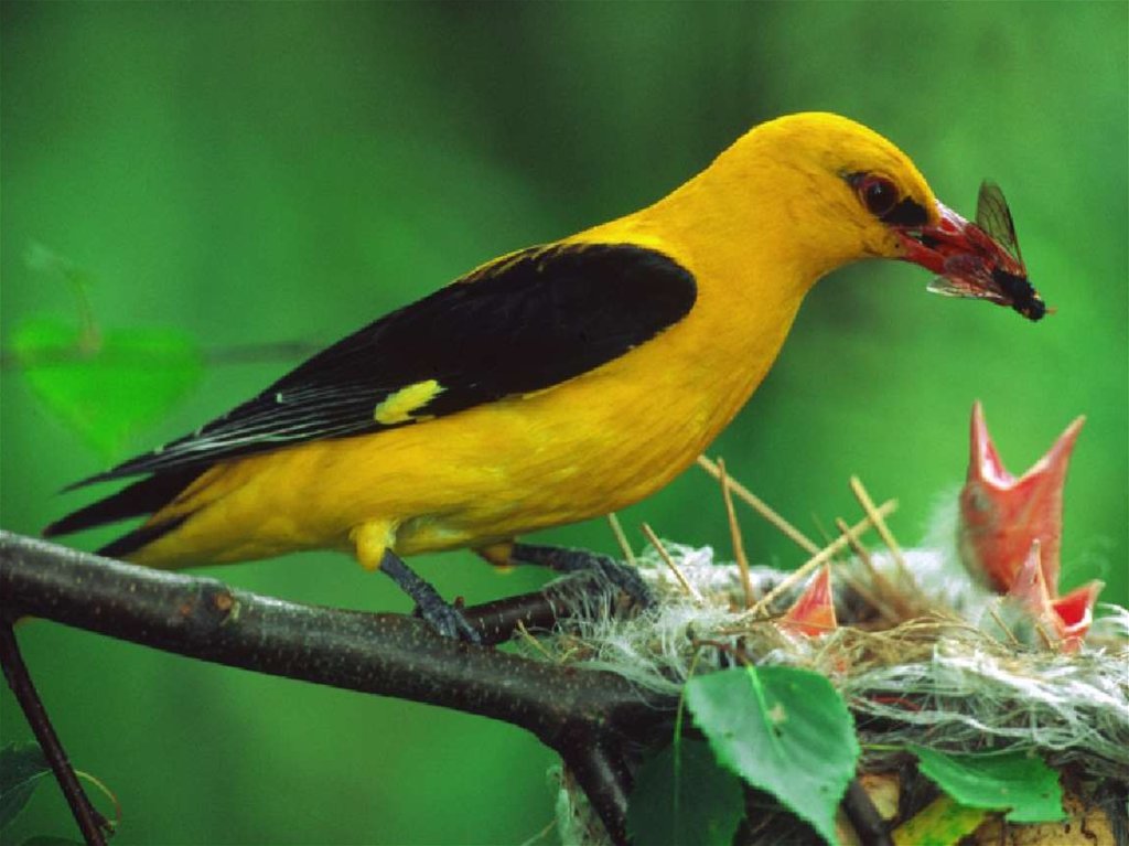 Птица с желтым оперением
