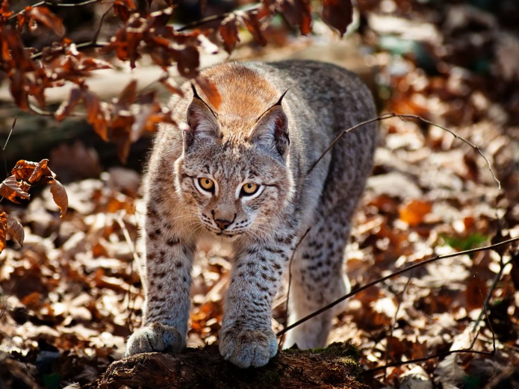 Картинки с дикими кошками красивые