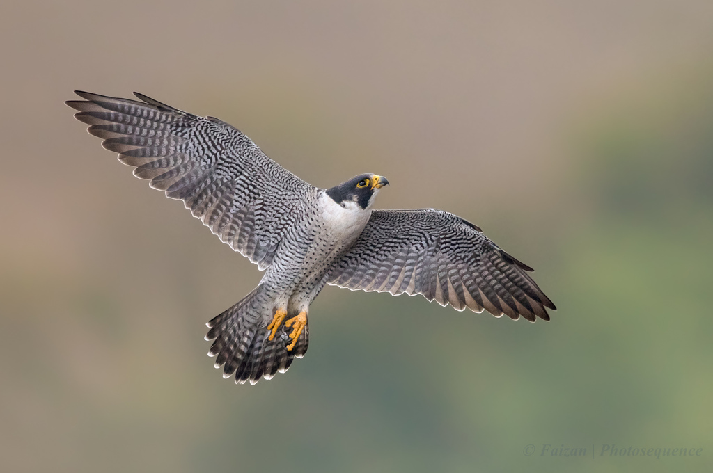 Fast bird. Сокол Сапсан. Сокол Сапсан птица. Фалько Перегринус птица. Сапсан – Falco peregrinus Tunstall, 1771.