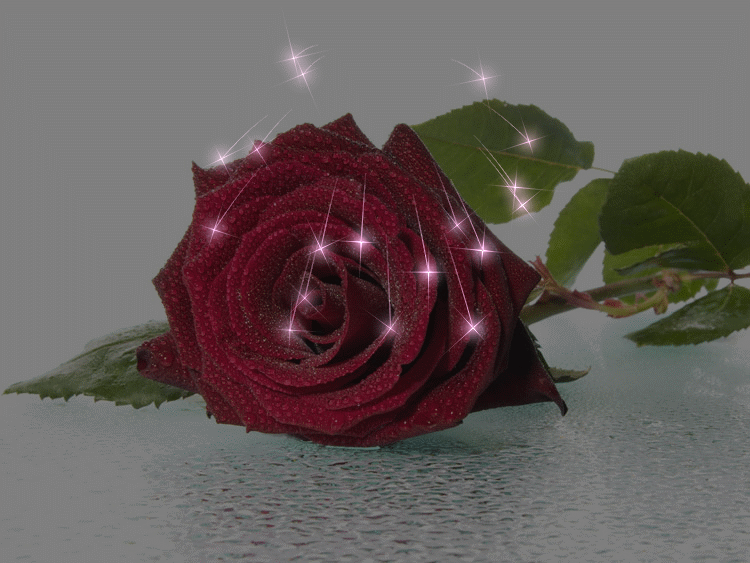 Анимационные цветы. Открытки с розами. Переливающиеся цветы. Анимированные розы. Гиф красивые розы