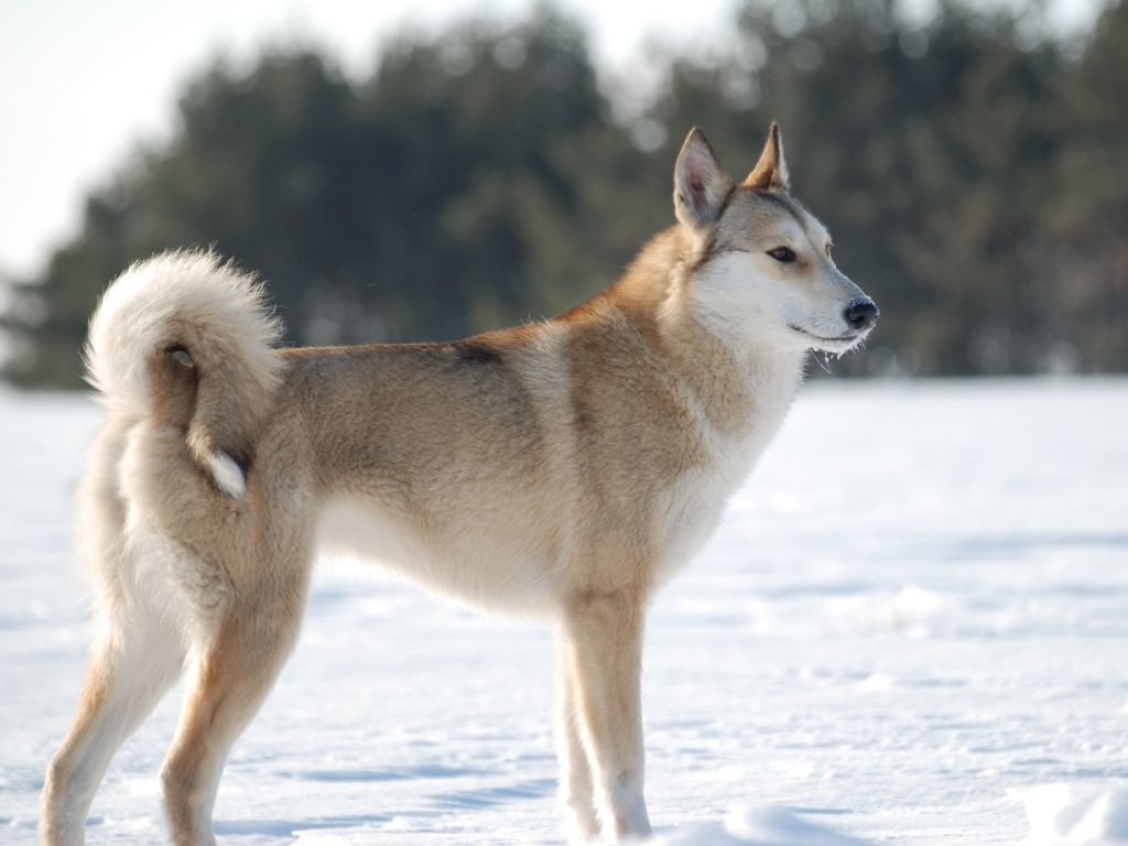 Лайка собака западно сибирская фото