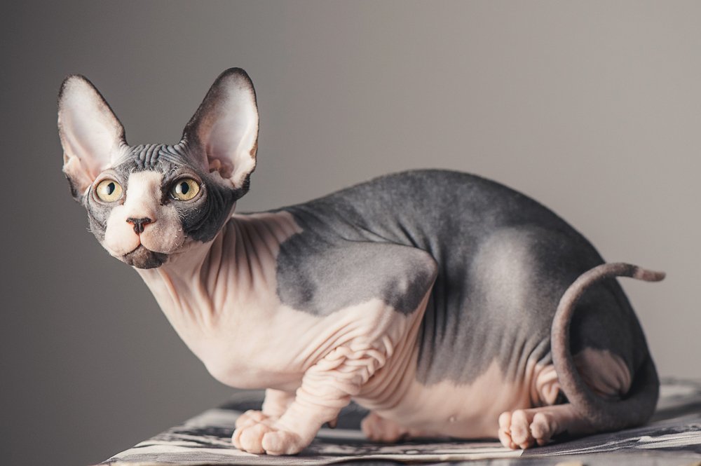Самые необычные породы кошек в мире фото