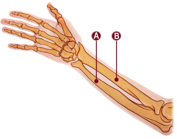 Кости в запястье руки. Лучевая кость на руке. Лучевая кость предплечья. Лучевая кость большого пальца руки. Лучевая кость правой руки анатомия.